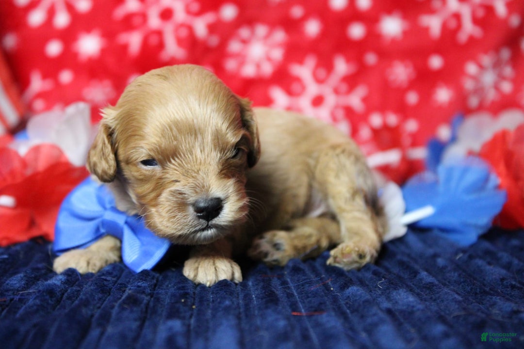 Cavapoo dogs for sale: Phoenix - Image 25