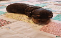 Miniature Dachshund dogs for sale: Casper - Image 14