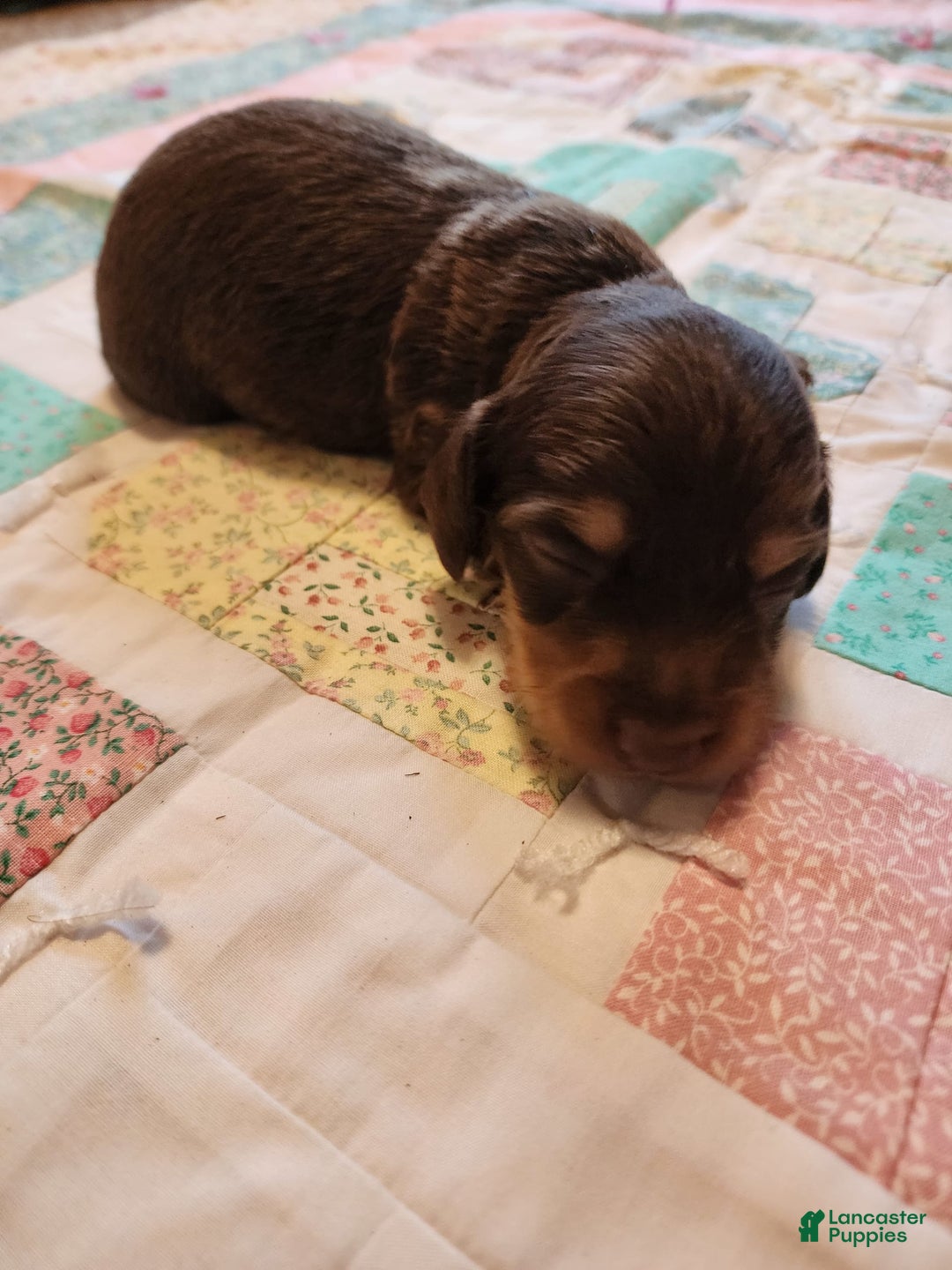 Miniature Dachshund dogs for sale: Casper - Image 14