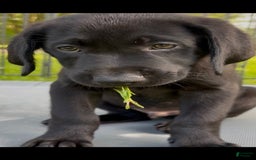 Labrador Retriever dogs for sale: Sunny - Image 1