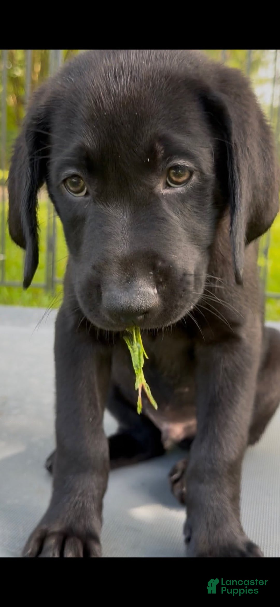 Labrador Retriever dogs for sale: Sunny - Image 1