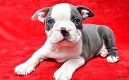 Boston Terrier dogs for sale: Jethro - Image 4
