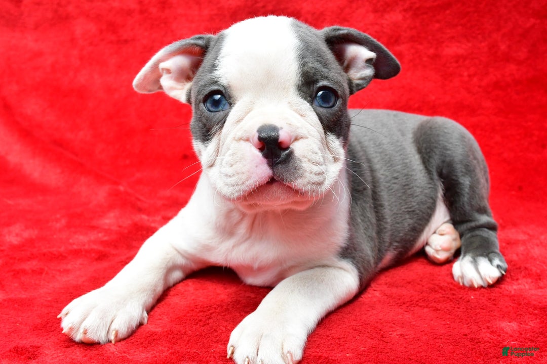 Boston Terrier dogs for sale: Jethro - Image 4