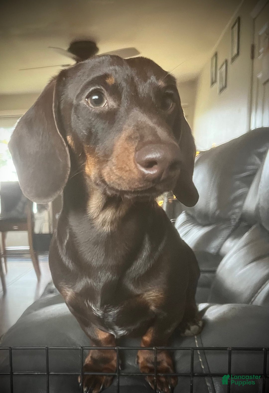 Dachshund dogs for sale: Tbd - Image 5