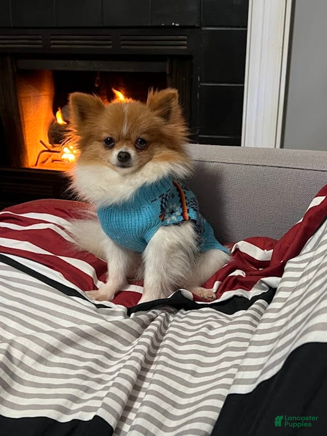 Pomeranian dogs for sale: Limon - Image 3