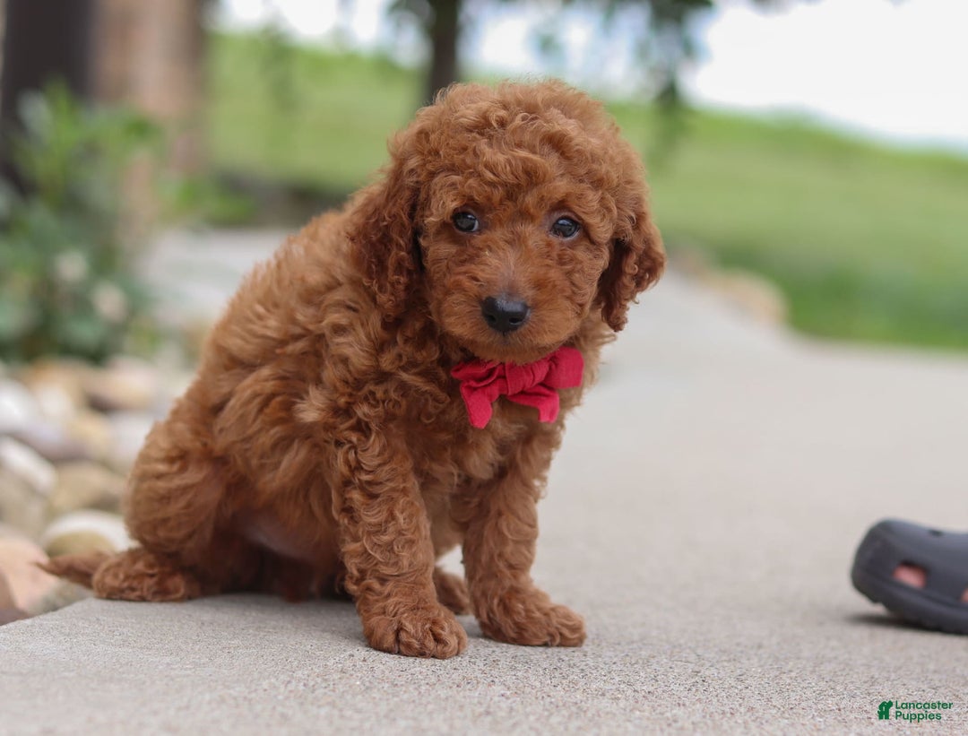 Goldendoodle dogs for sale: Herbie - Image 8