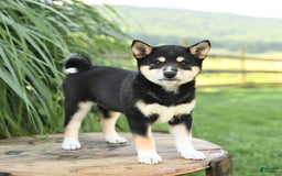 Shiba Inu dogs for sale: Willow - Image 1