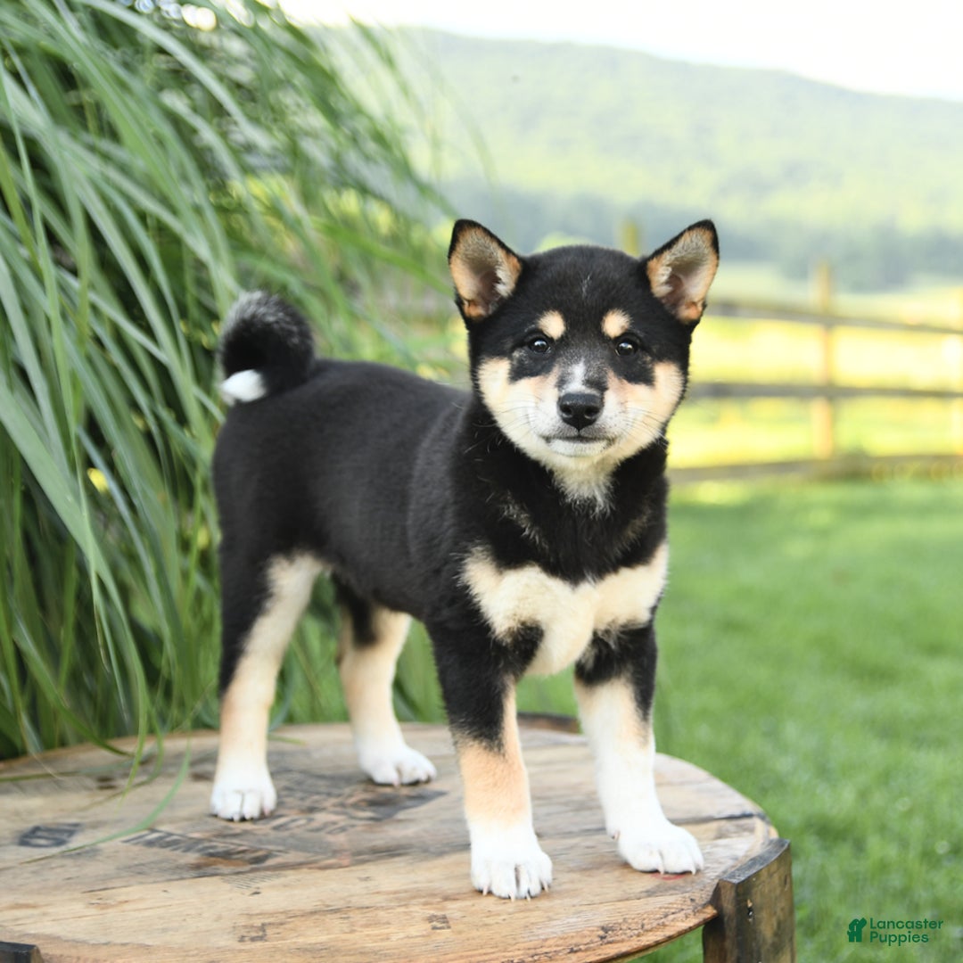 Shiba Inu dogs for sale: Willow - Image 1