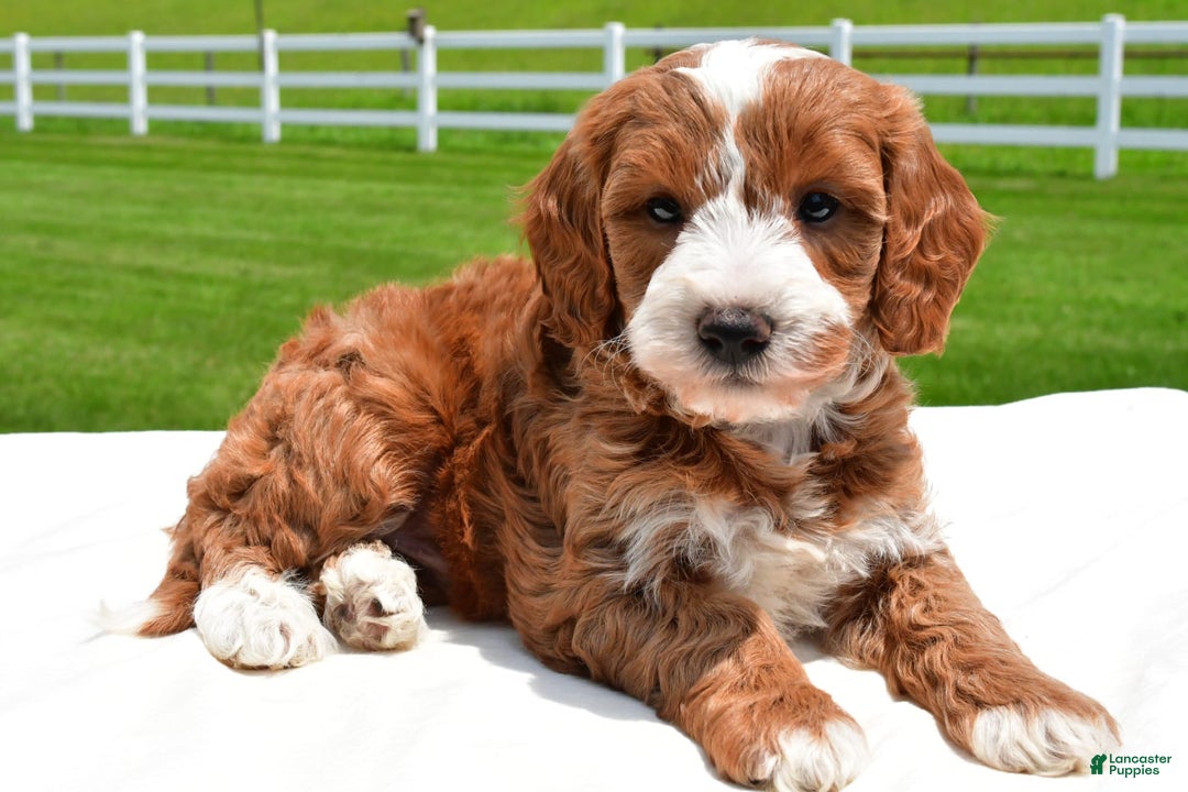 Mini Goldendoodle dogs for sale: Justin - Image 7