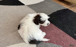 Havanese dogs for sale: Katie - Image 2