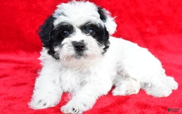 Yorkiepoo dogs for sale: Polly - Image 7