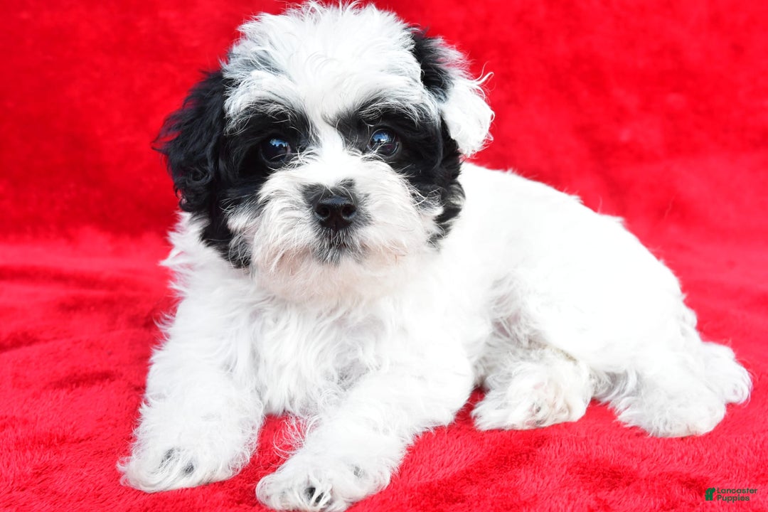 Yorkiepoo dogs for sale: Polly - Image 7