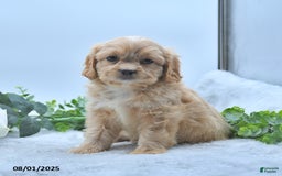 Shih Tzu dogs for sale: Norleen - Image 2