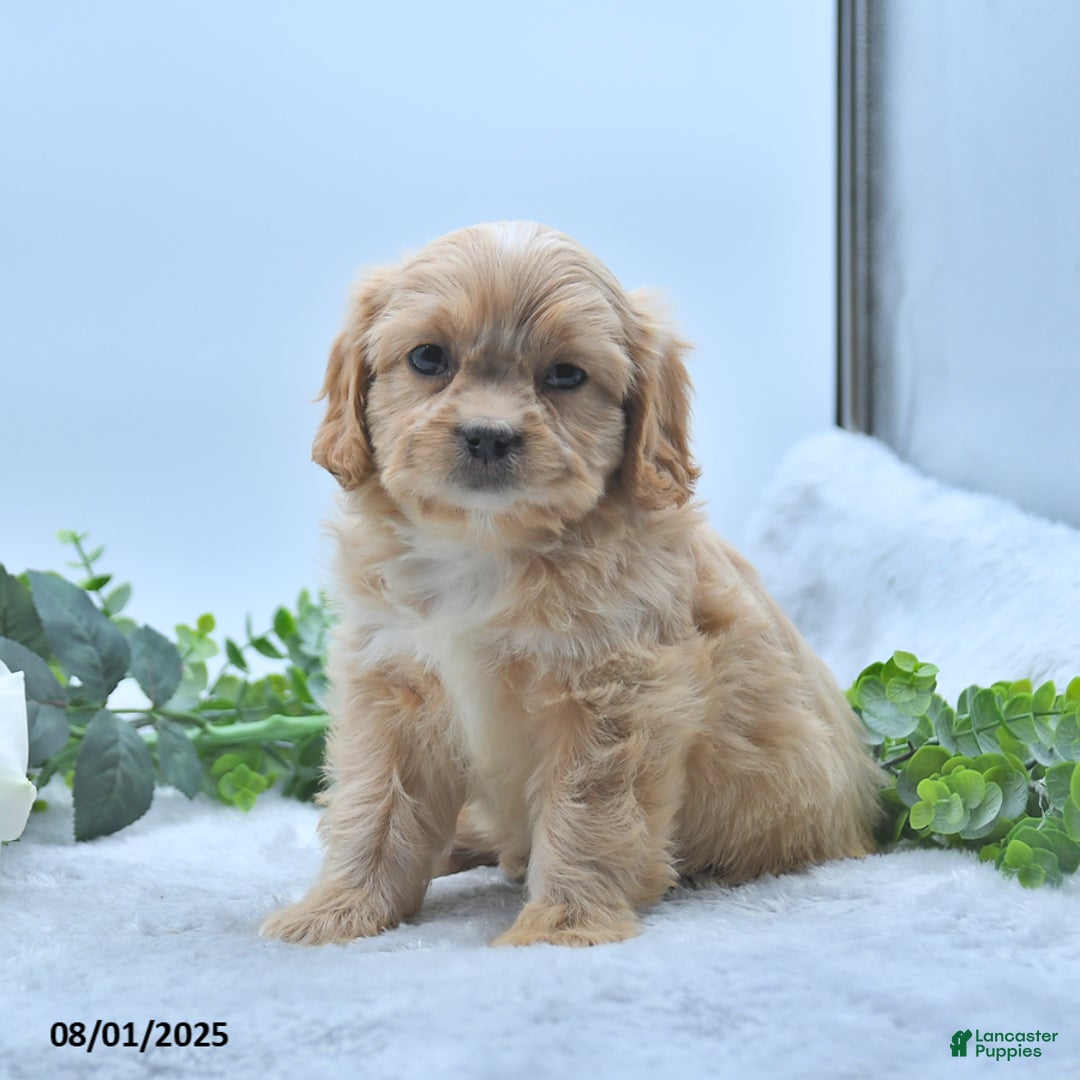 Shih Tzu dogs for sale: Norleen - Image 2