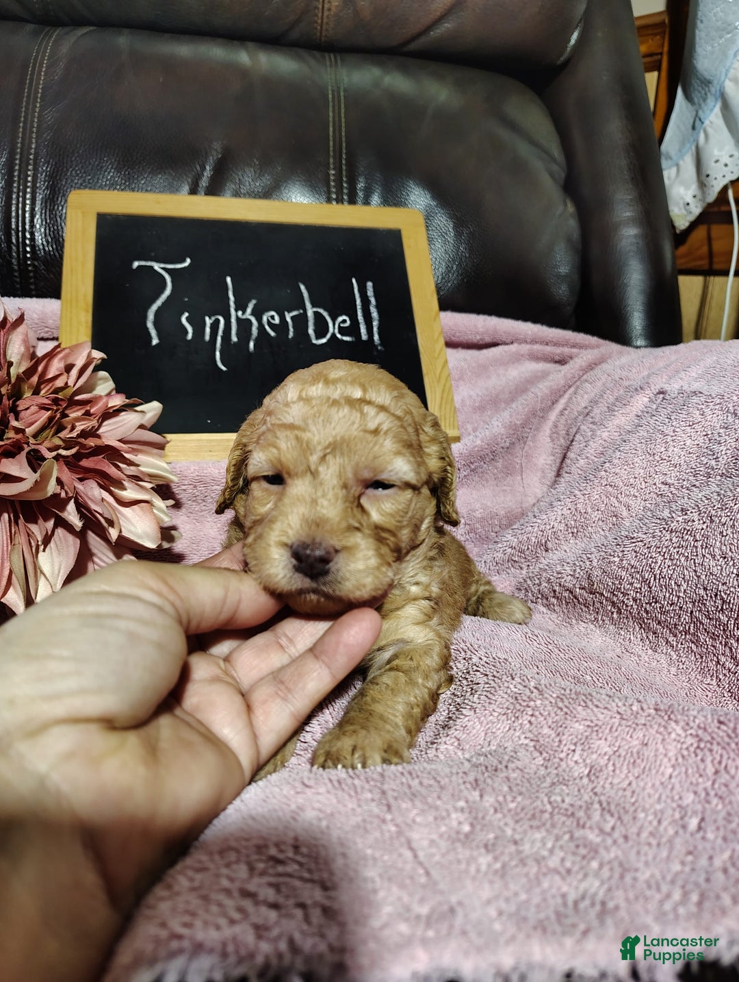 Mini Goldendoodle dogs for sale: Tinkerbell - Image 11
