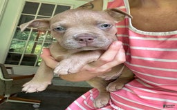 American Bully dogs for sale: Moe - Image 8
