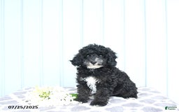 Toy Poodle dogs for sale: Kobey - Image 11