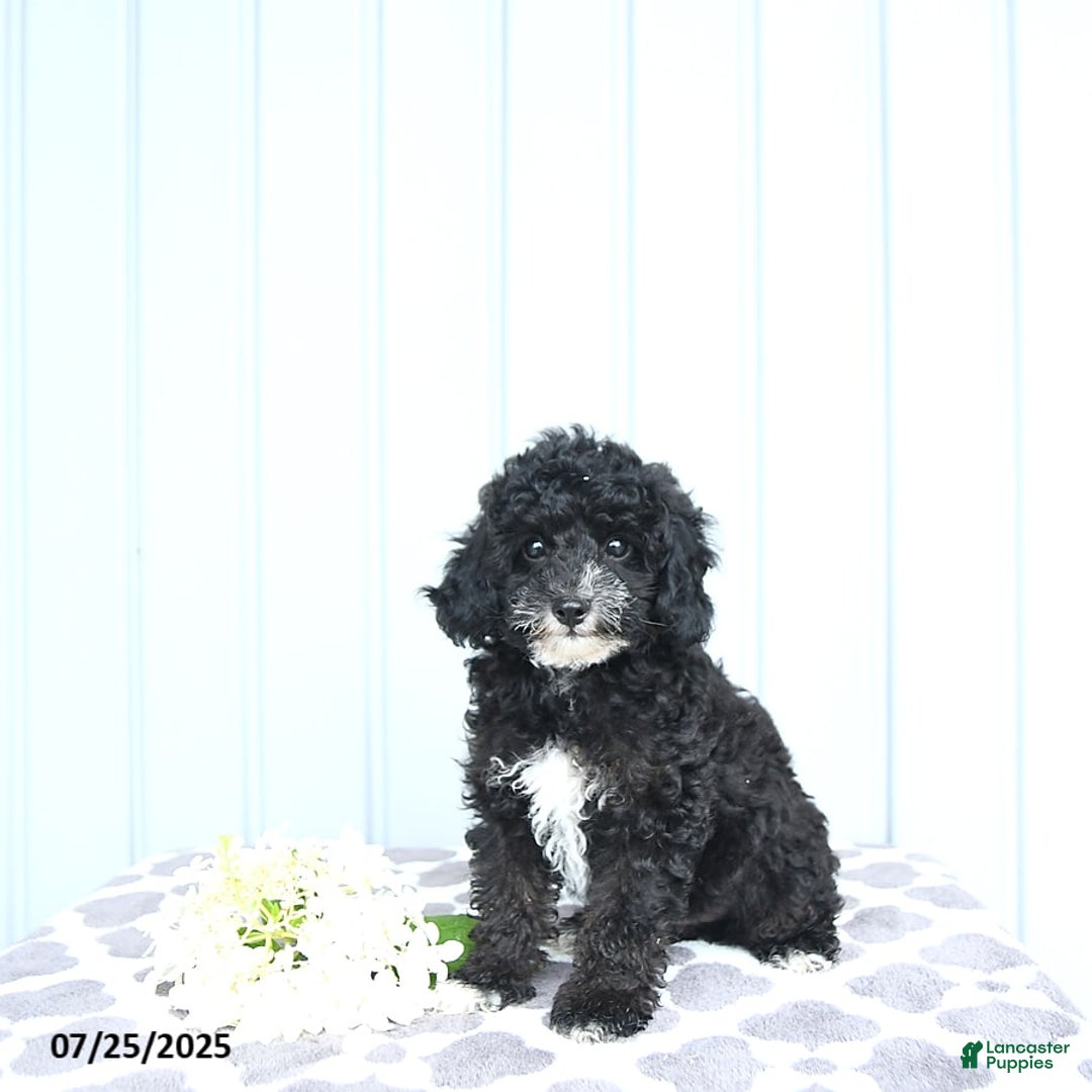 Toy Poodle dogs for sale: Kobey - Image 11