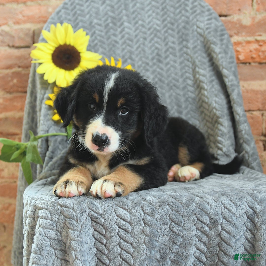 Greater Swiss Mountain Dog dogs for sale: Roman - Image 2