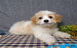 Cavachon dogs for sale: Banjo - Image 2