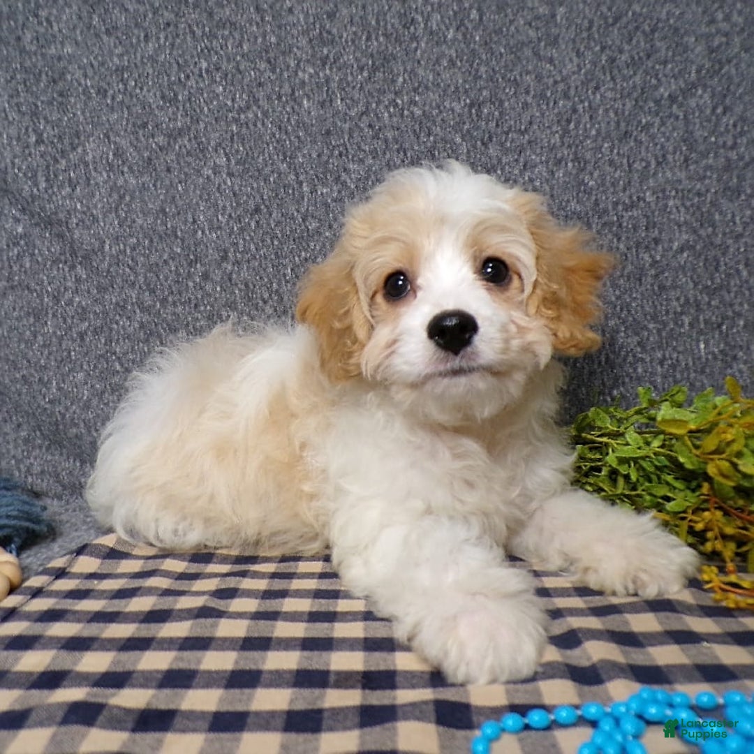 Cavachon dogs for sale: Banjo - Image 2