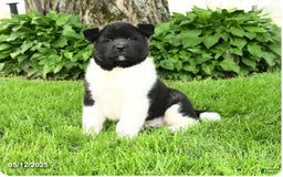 Akita dogs for sale: Akrio - Image 2