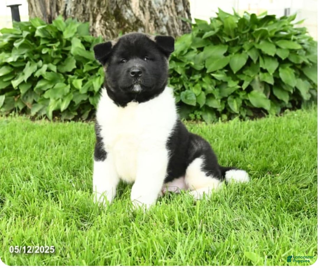 Akita dogs for sale: Akrio - Image 2