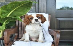 Cavalier King Charles Spaniel dogs for sale: Stacy - Image 7
