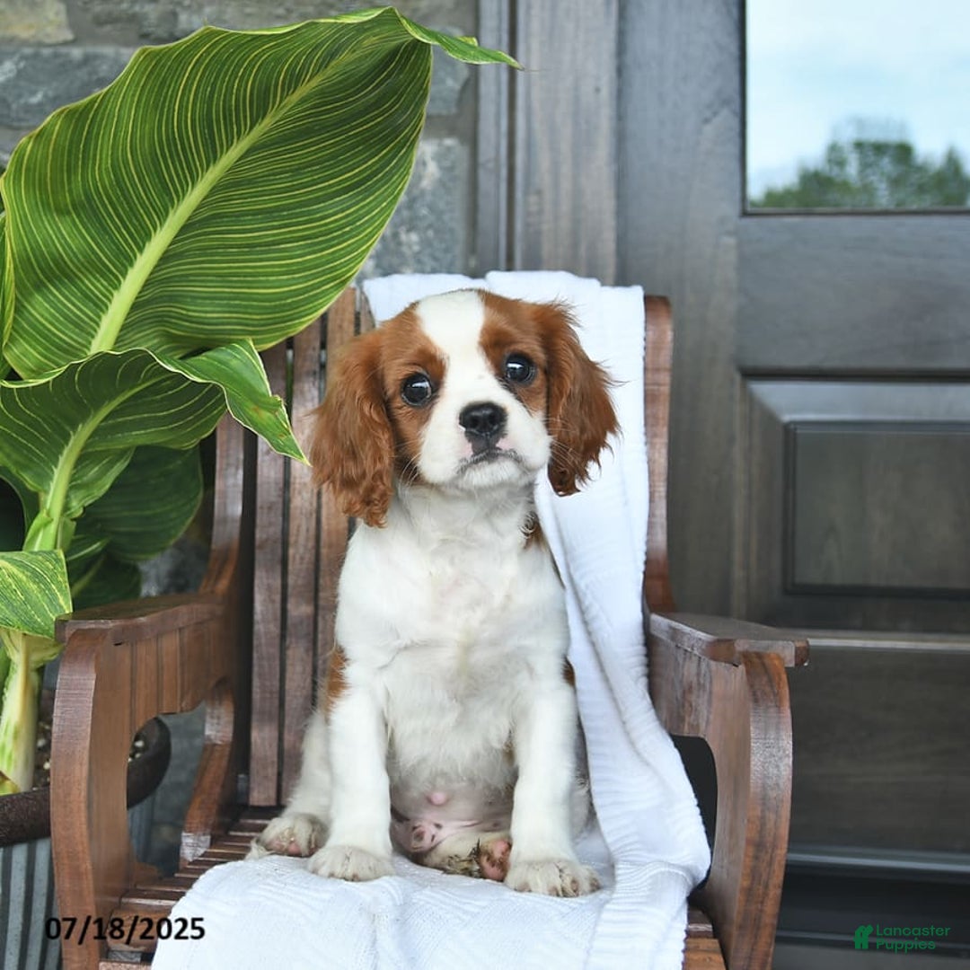 Cavalier King Charles Spaniel dogs for sale: Stacy - Image 7