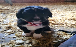 Bernedoodle dogs for sale: Duke - Image 5