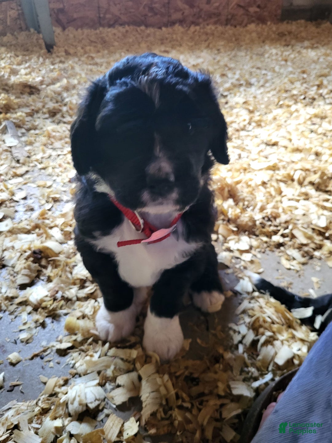 Bernedoodle dogs for sale: Duke - Image 5