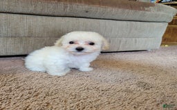 Bichpoo dogs for sale: Tatiana - Image 7
