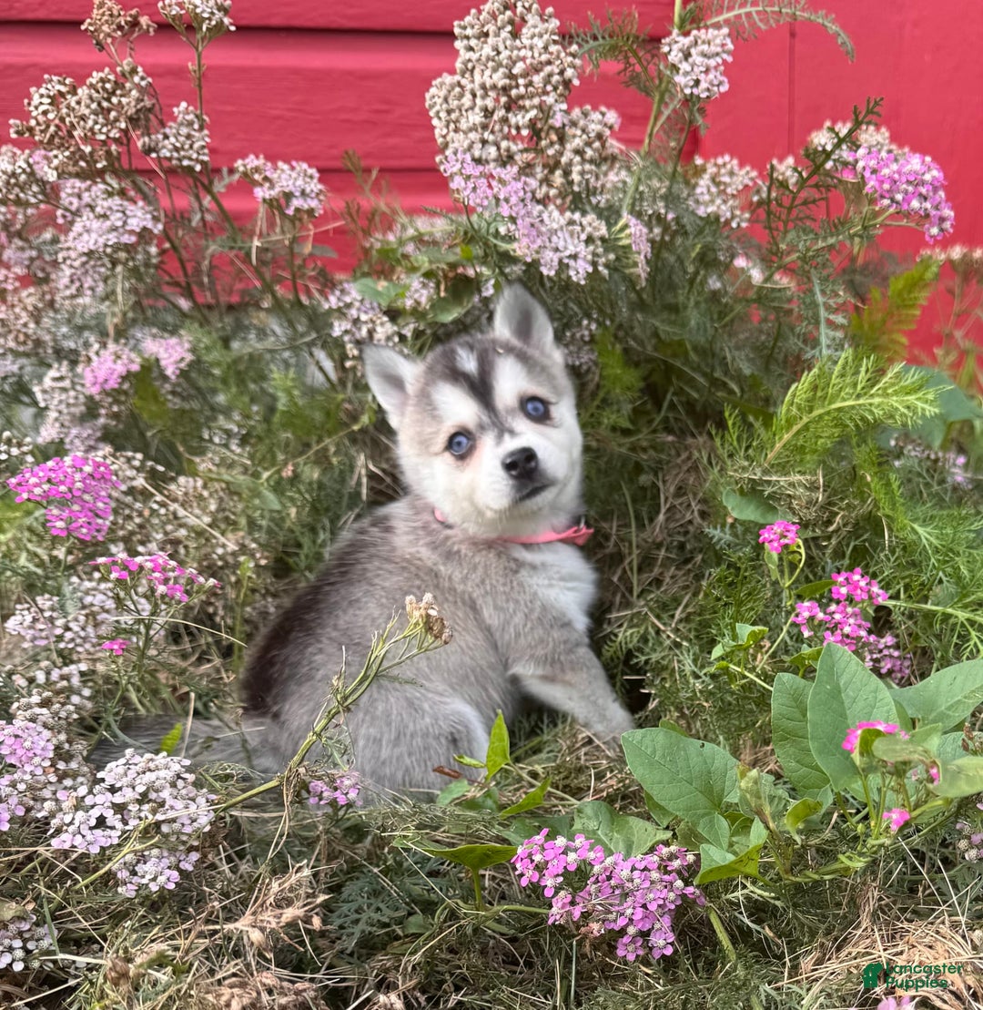 Alaskan Klee Kai dogs for sale: Blue Amy - Image 4
