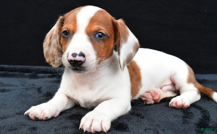 Miniature Dachshund dogs for sale - Ad 1