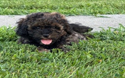 Cockapoo dogs for sale: Buster - Image 2