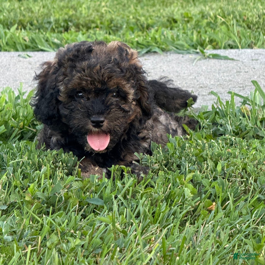 Cockapoo dogs for sale: Buster - Image 2