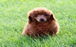 Miniature Poodle dogs for sale: Royal - Image 8