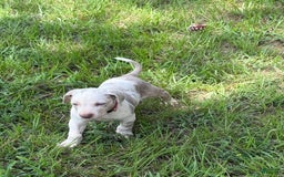 Catahoula Leopard Dog dogs for sale: Pink - Image 1