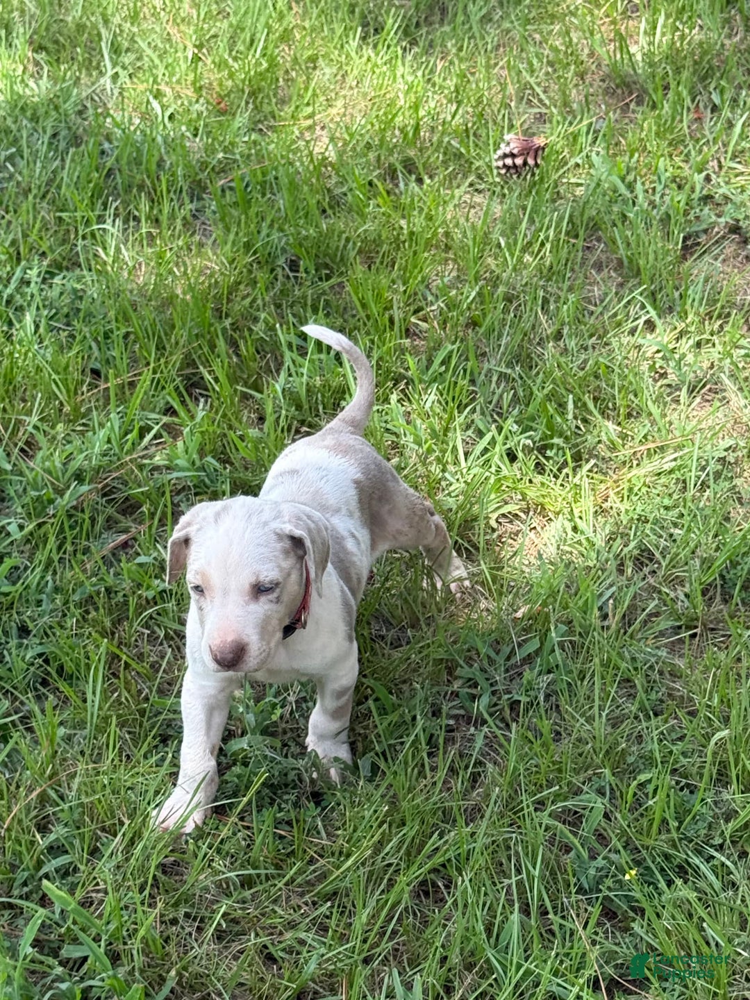Catahoula Leopard Dog dogs for sale: Pink - Image 1