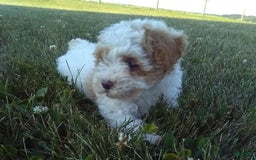 Toy Poodle dogs for sale: Chloe - Image 7