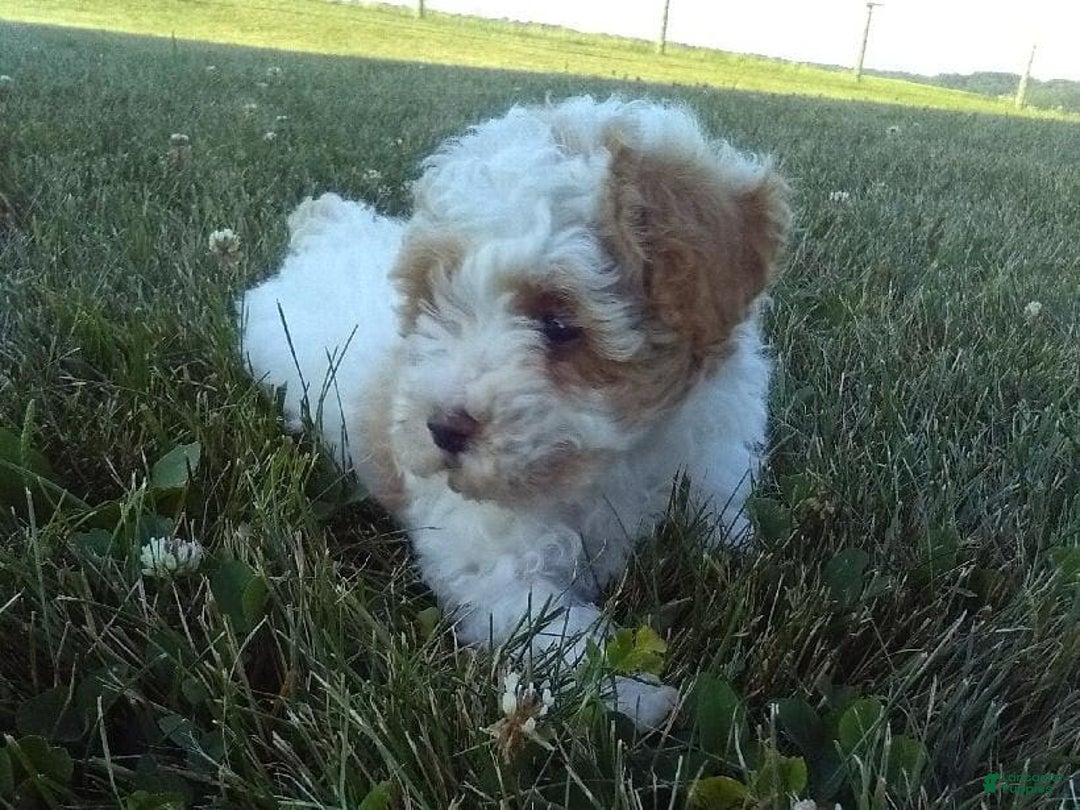 Toy Poodle dogs for sale: Chloe - Image 7