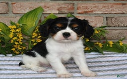 Cavalier King Charles Spaniel dogs for sale: Duke - Image 2