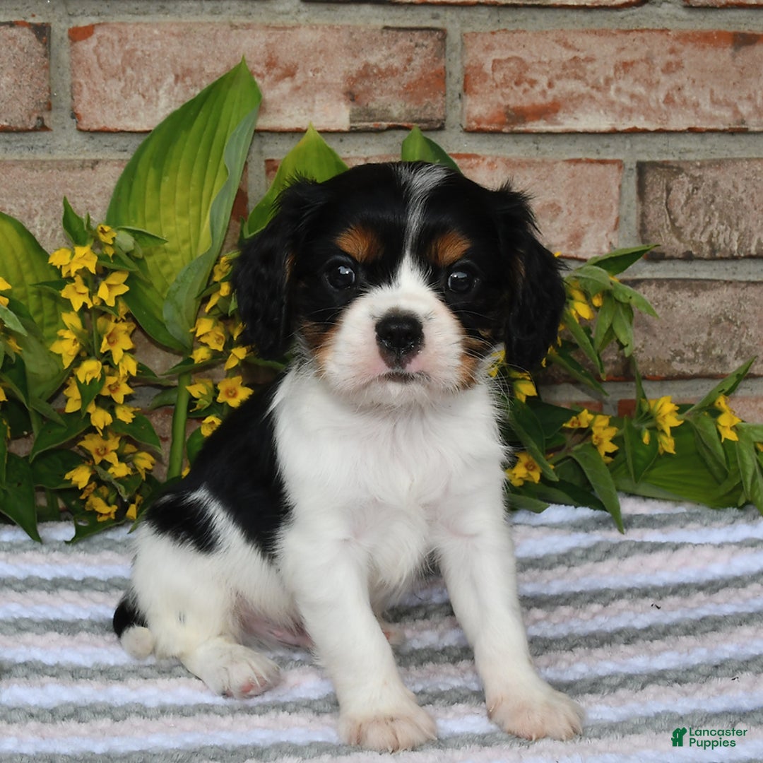 Cavalier King Charles Spaniel dogs for sale: Duke - Image 2