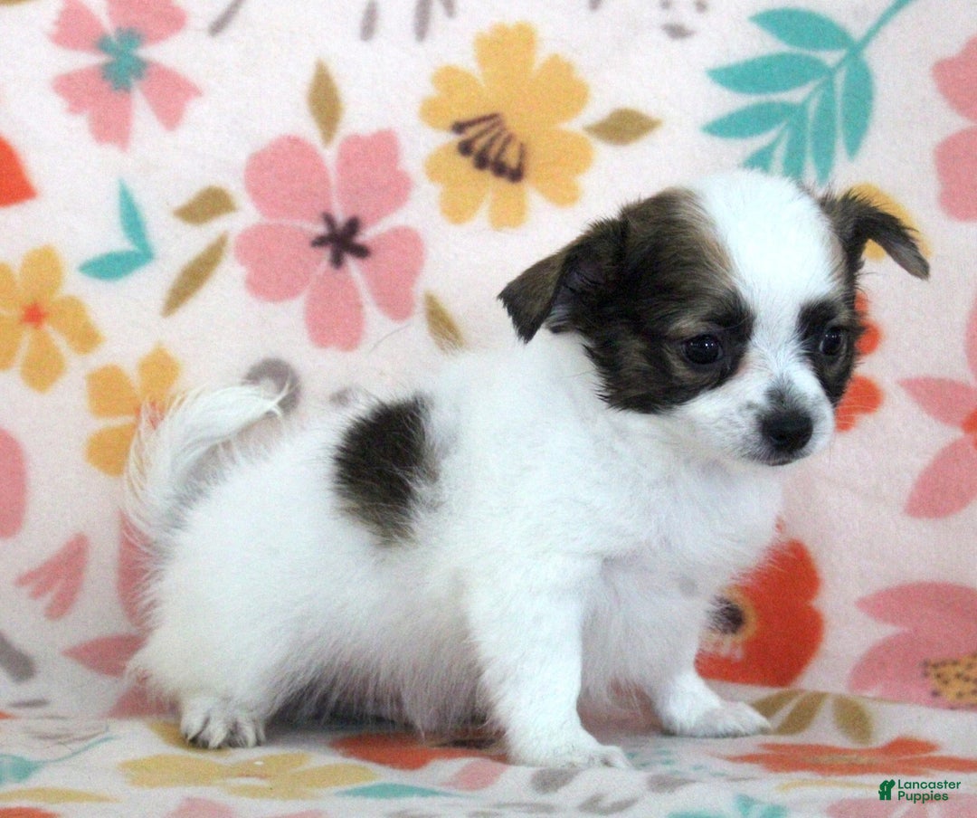 Chihuahua dogs for sale: Skeeter - Image 9
