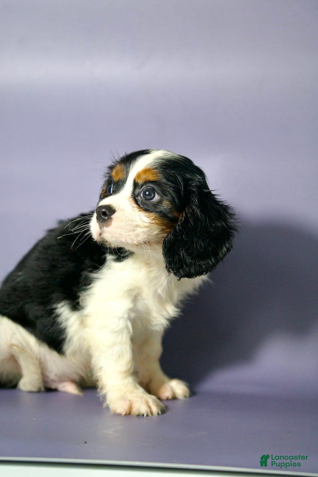Cavalier King Charles Spaniel dogs for sale: Tommy - Image 4