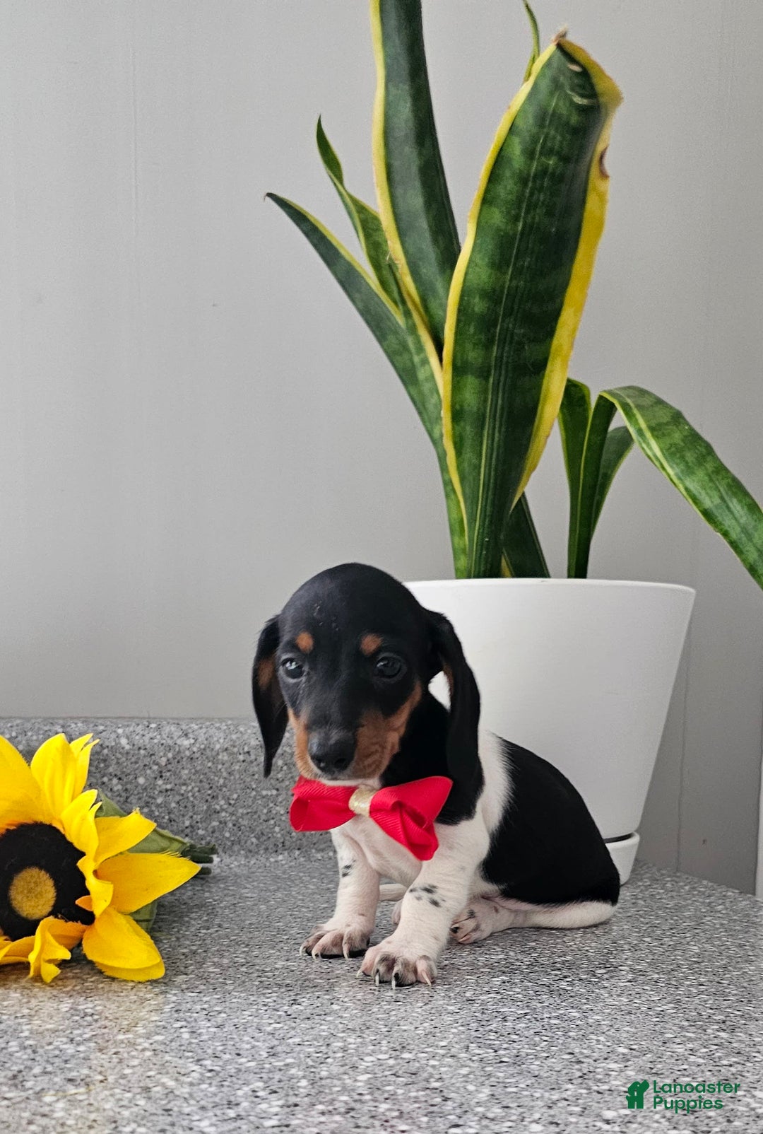 Dachshund dogs for sale: Lil Peanut - Image 29