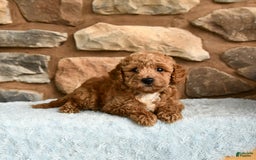 Miniature Poodle dogs for sale: Bubbles - Image 3
