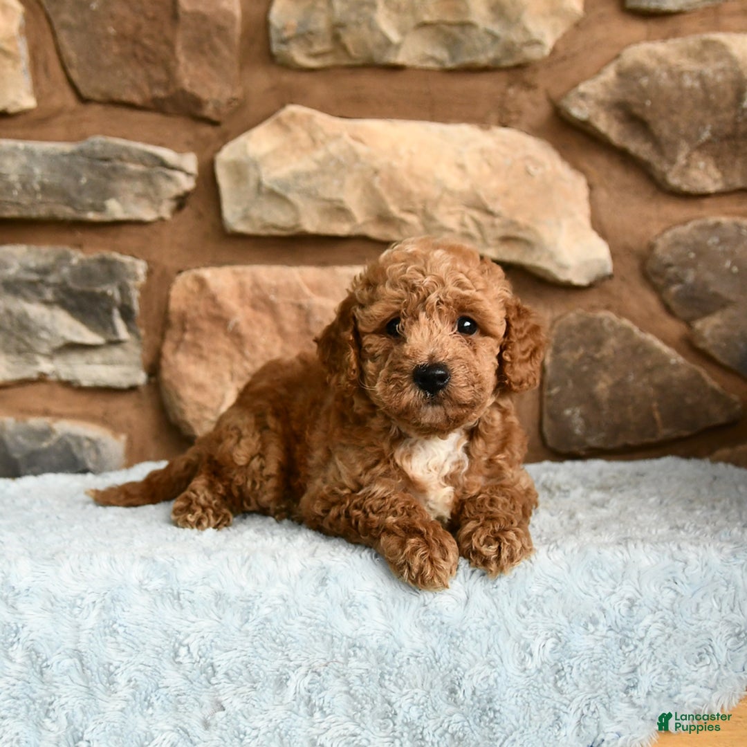 Miniature Poodle dogs for sale: Bubbles - Image 3