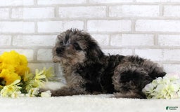 Mini Aussiedoodle dogs for sale: Firecracker - Image 3