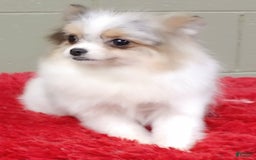 Pomeranian dogs for sale: Sparkle - Image 14